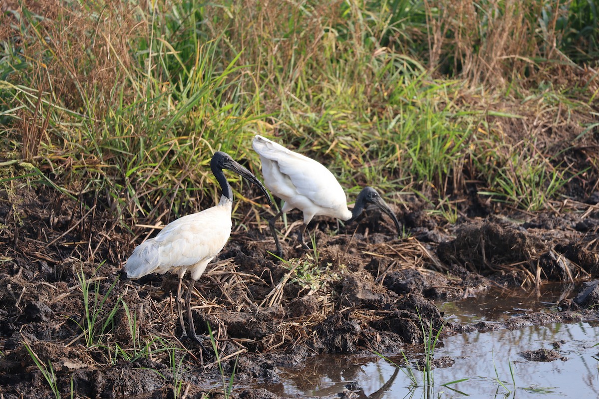 Black-headed Ibis - ML614820710