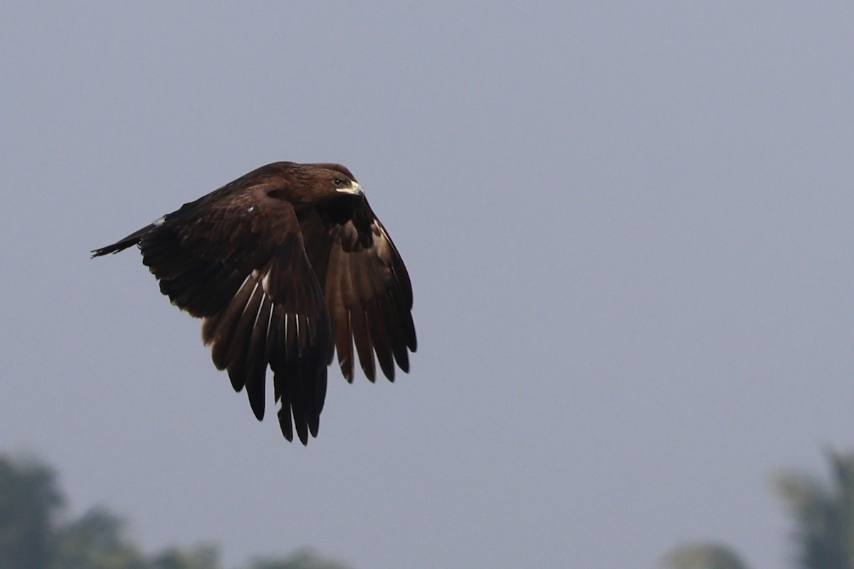 Greater Spotted Eagle - ML614820744