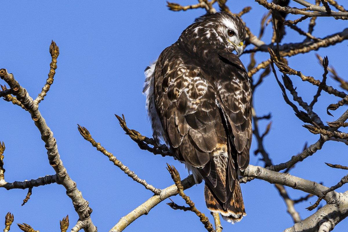 Red-tailed Hawk (Harlan's) - ML614820775