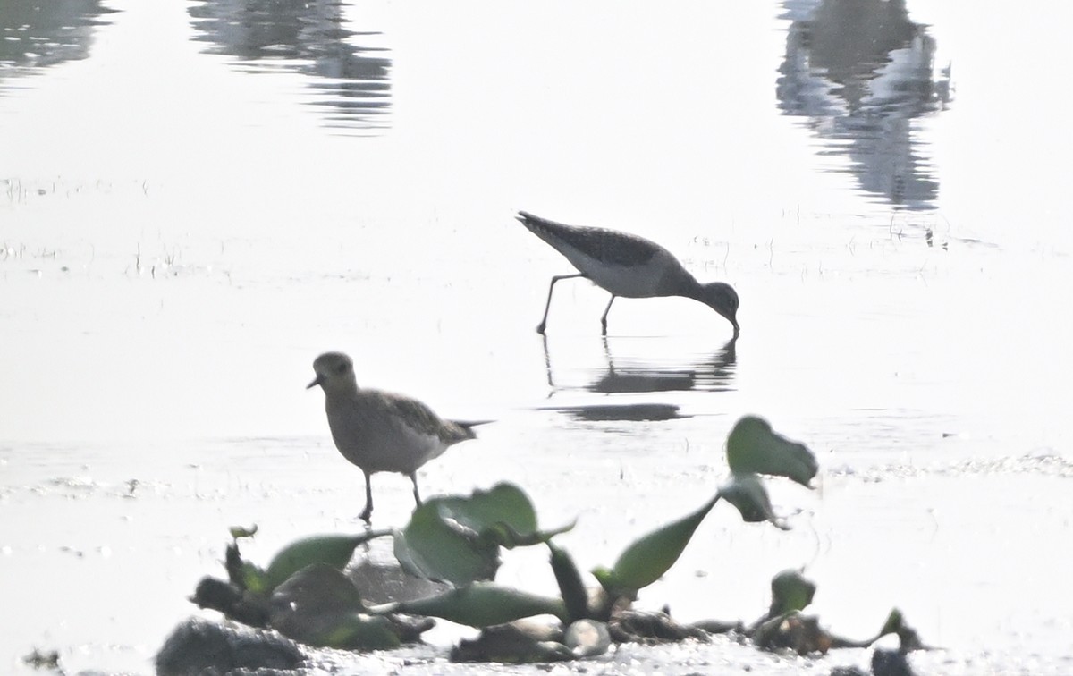 Wood Sandpiper - ML614820779