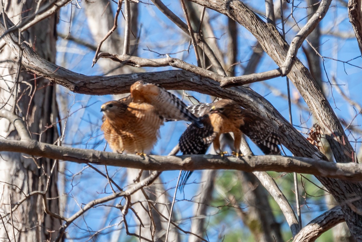 Red-shouldered Hawk - Niki Robertson