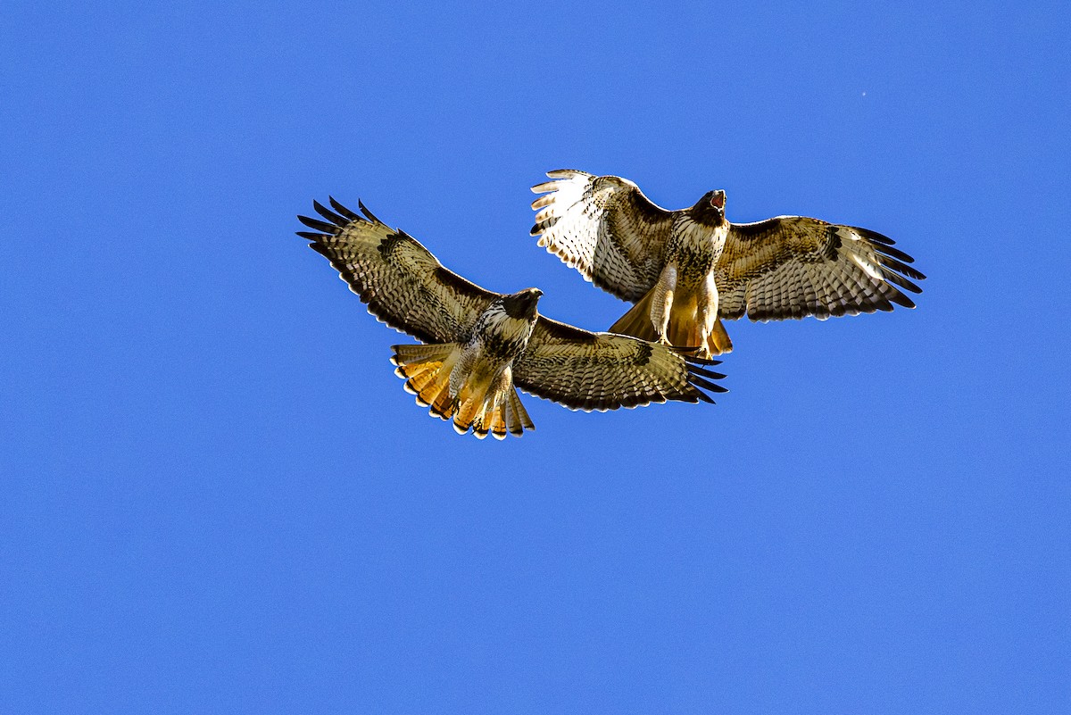 Red-tailed Hawk - ML614820800