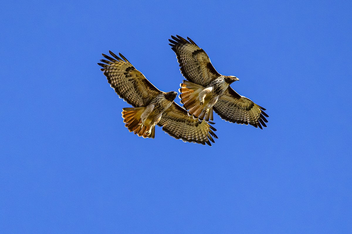 Red-tailed Hawk - ML614820807