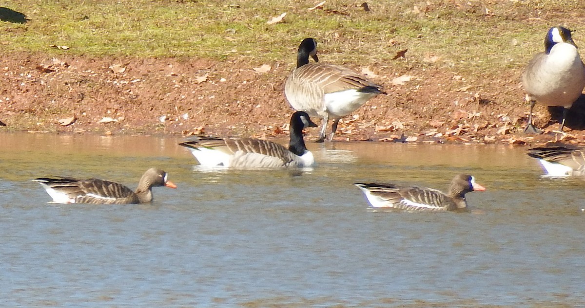 Greater White-fronted Goose - Kathy Calvert