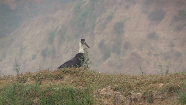 Cigogne épiscopale - ML614820902