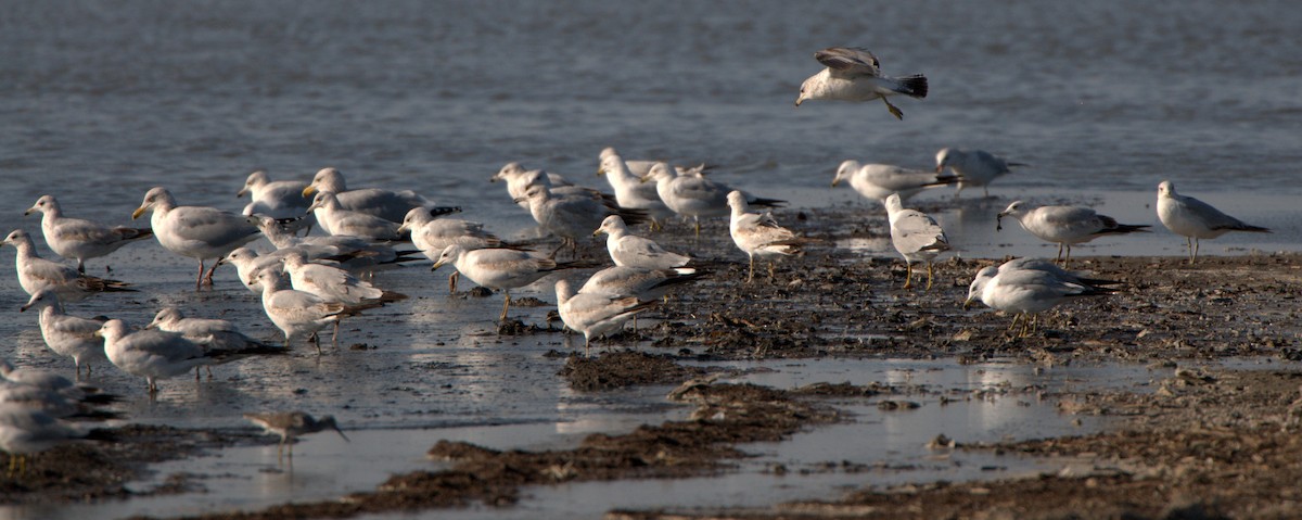 Ring-billed Gull - ML614820922