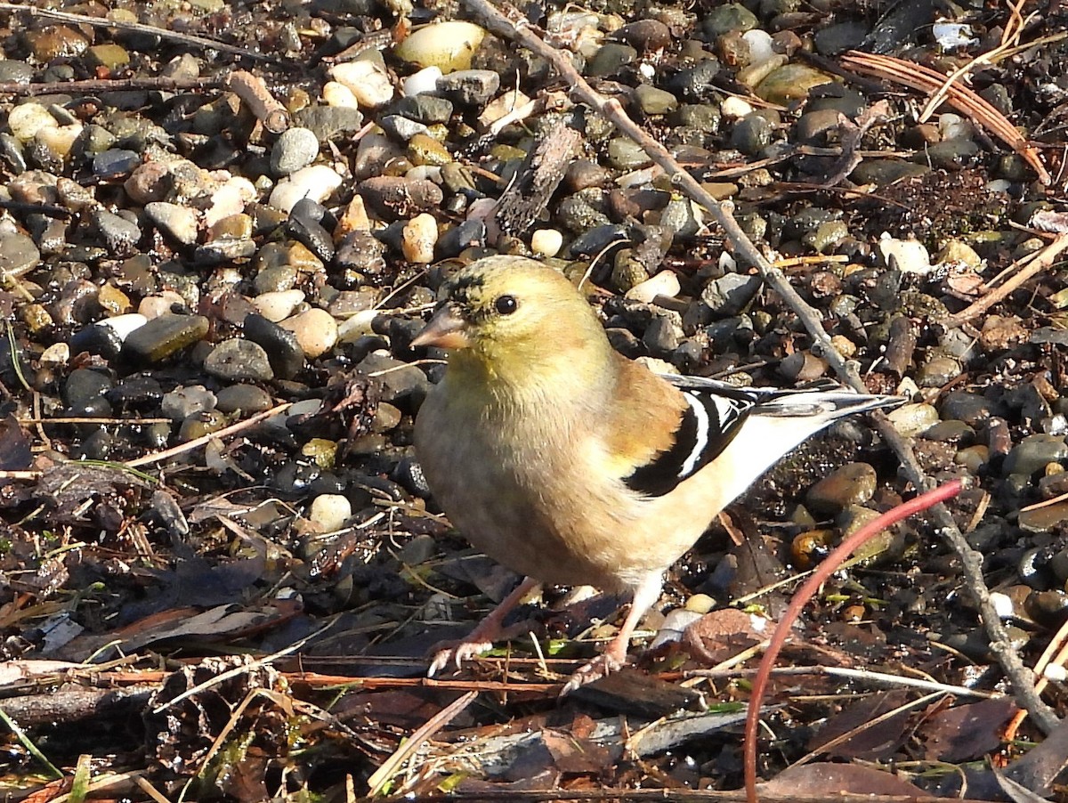 gulstillits - ML614821053