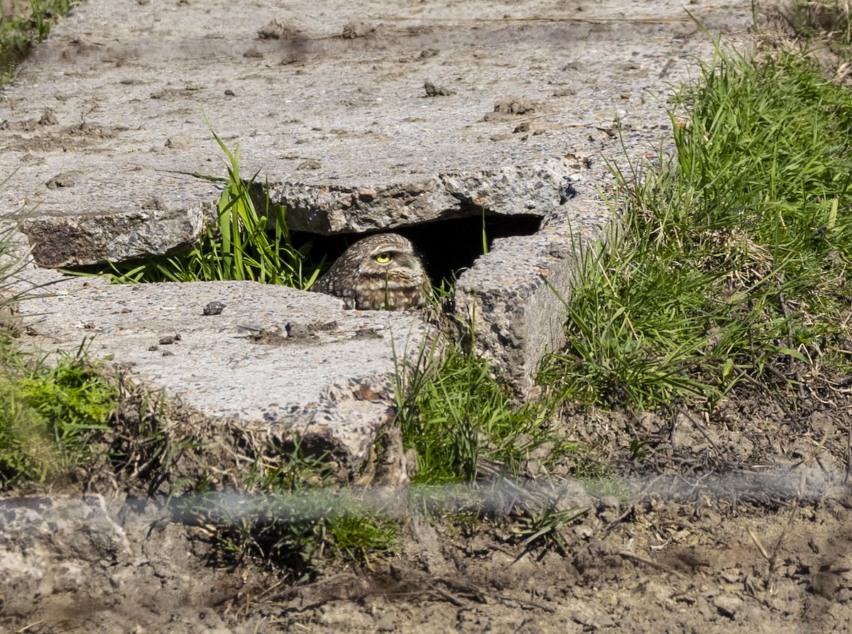 Burrowing Owl - ML614821078