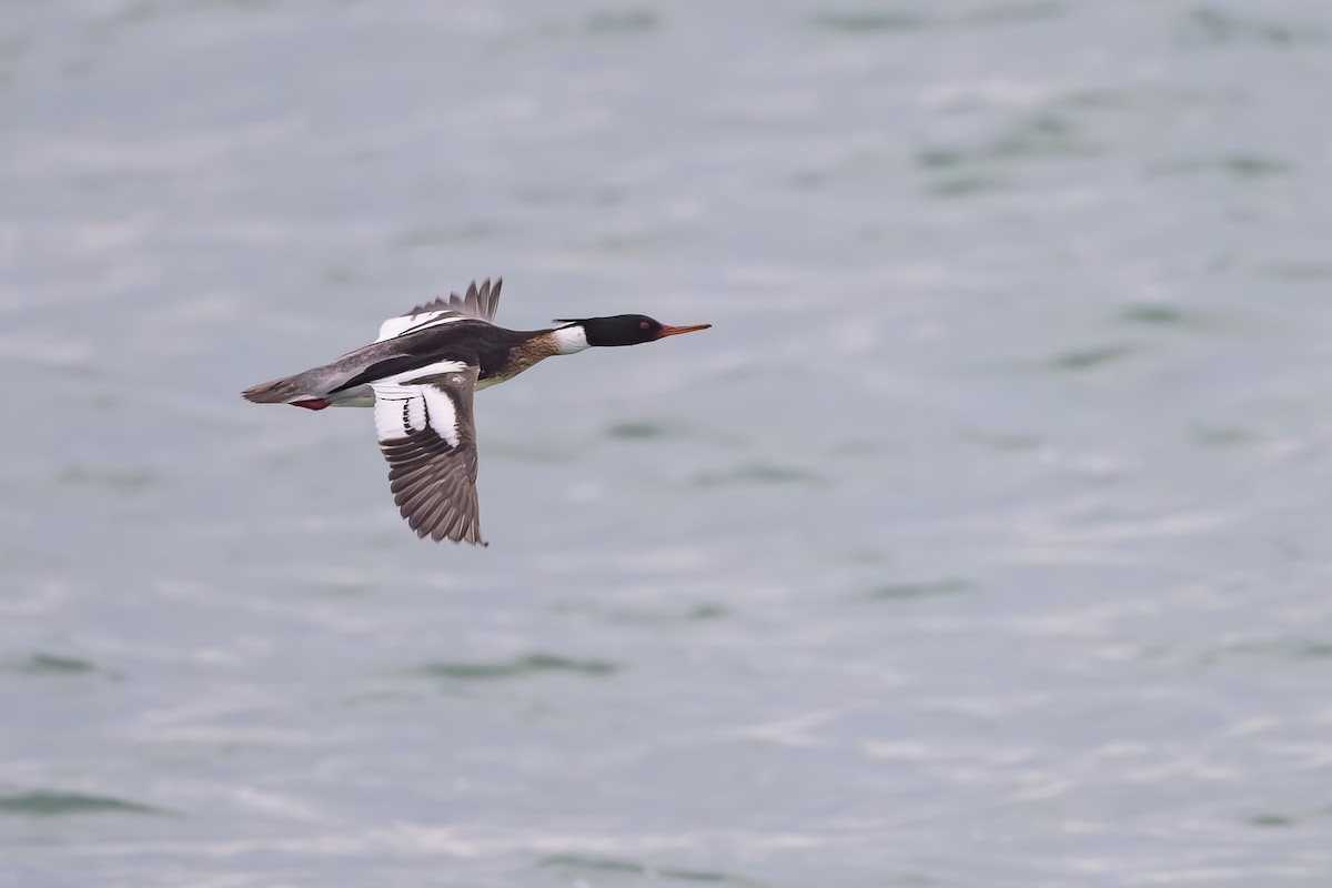 Red-breasted Merganser - ML614821120
