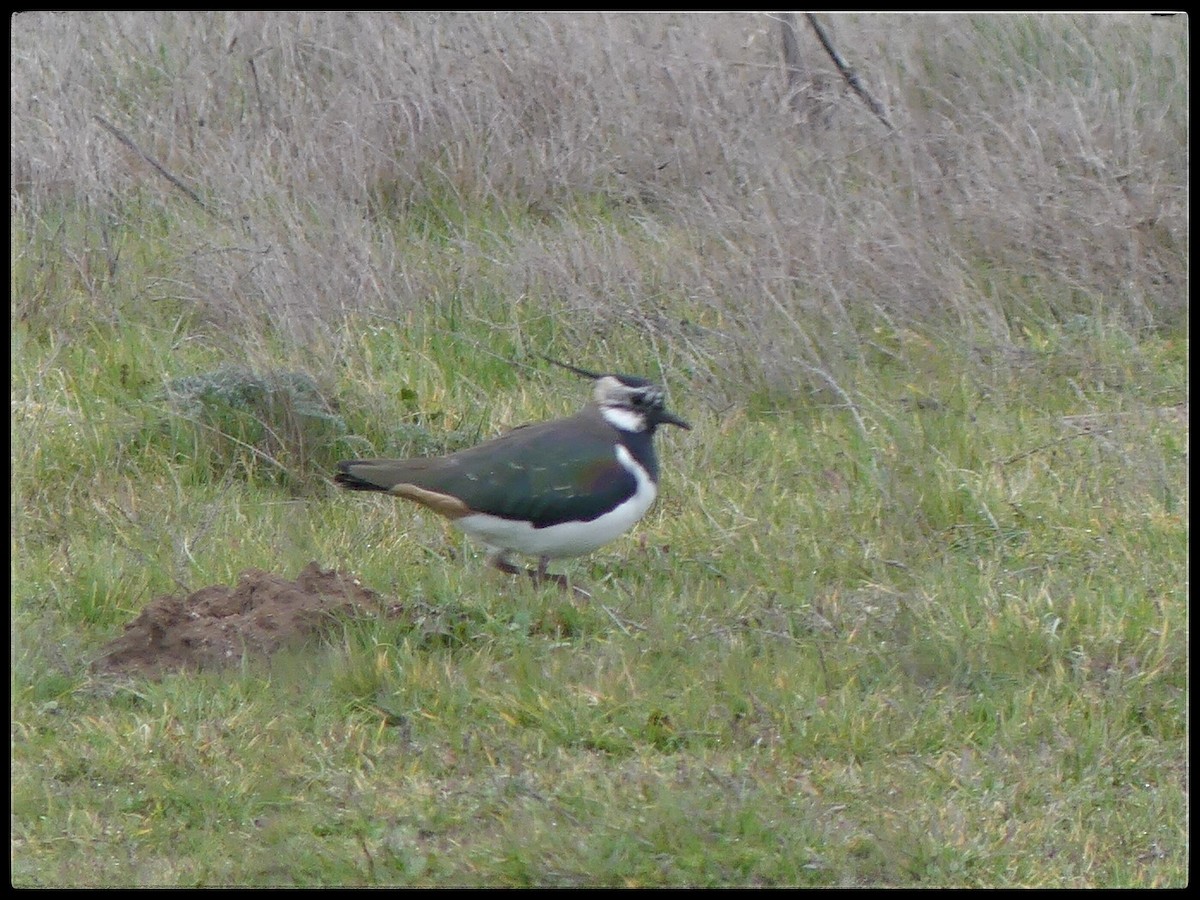 Northern Lapwing - ML614821127