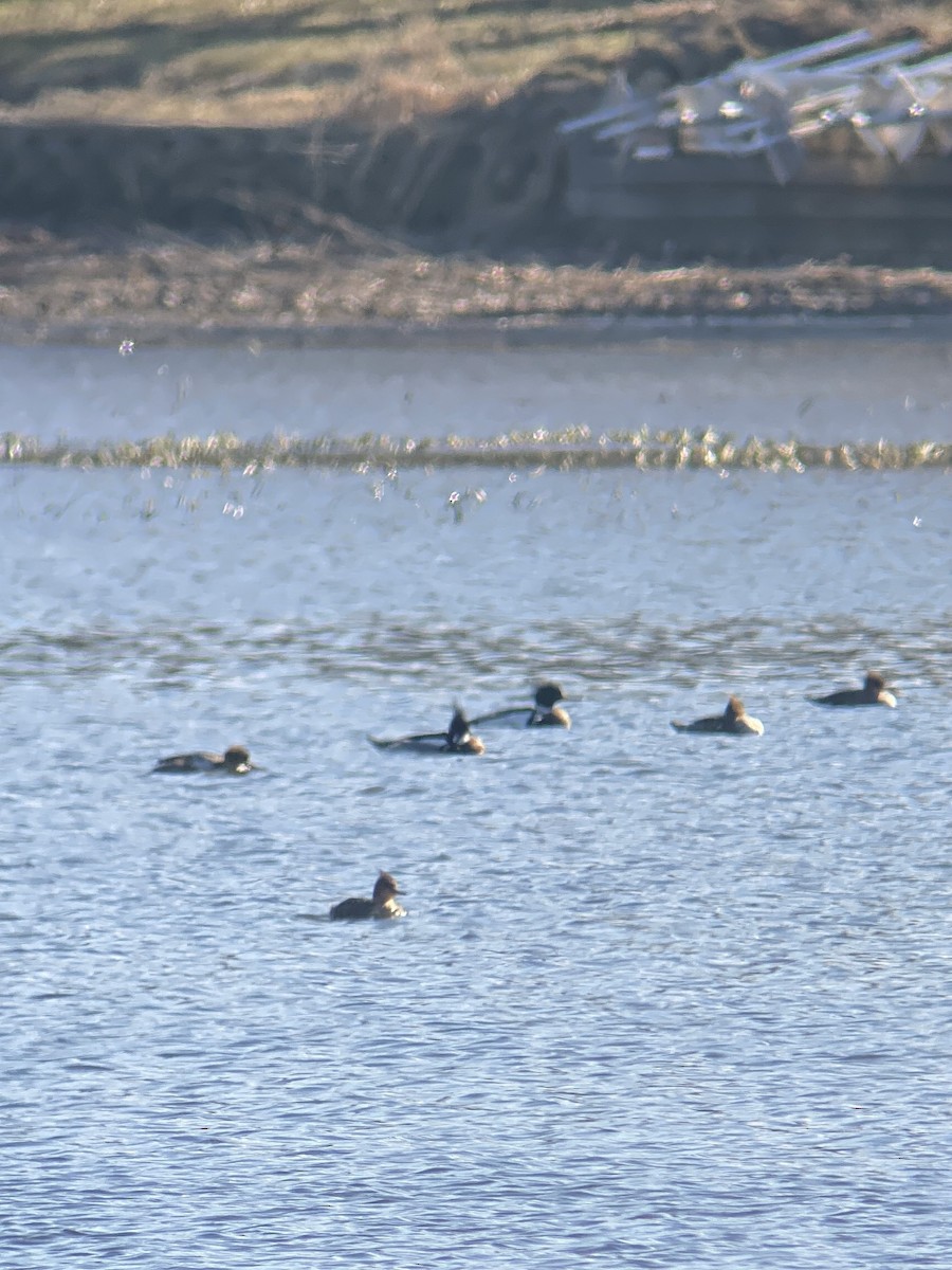 Red-breasted Merganser - ML614821144