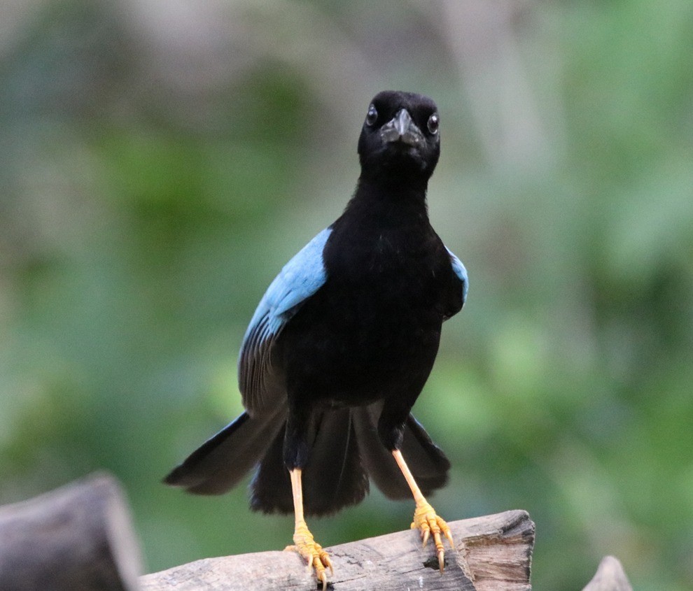 Yucatan Jay - Tania Campos