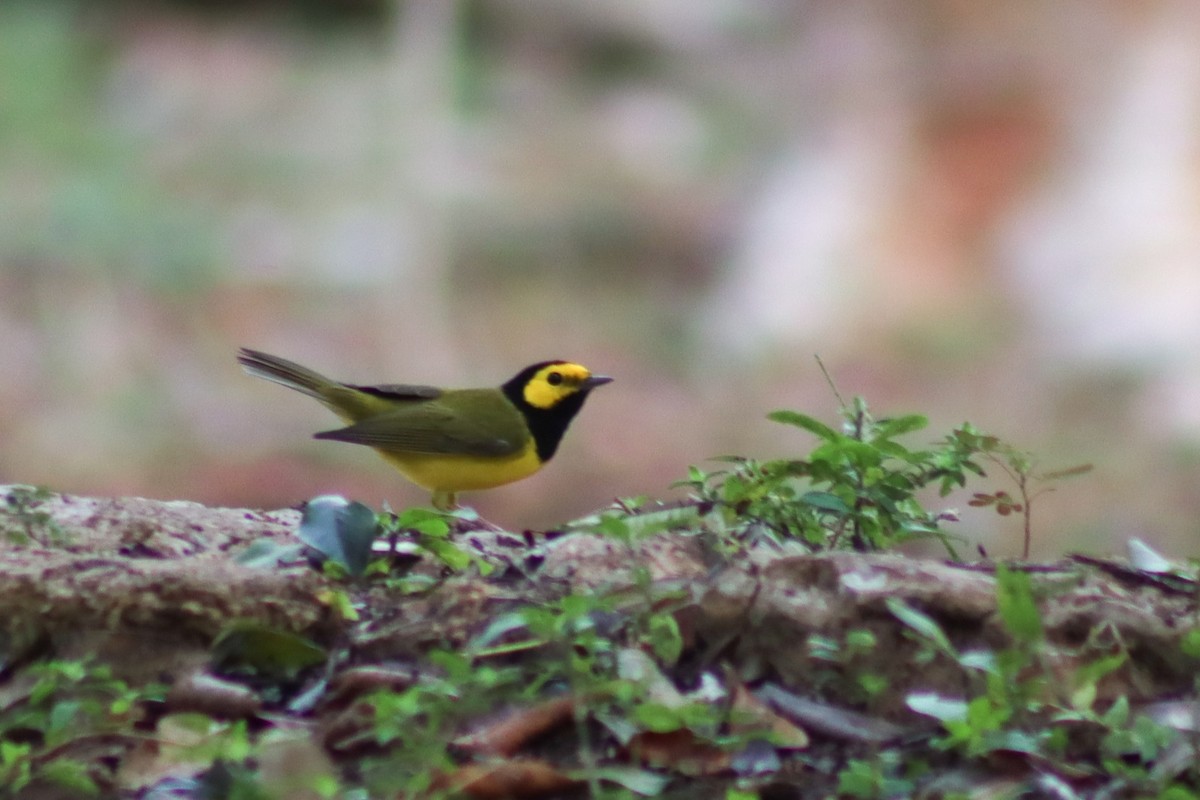 Hooded Warbler - Tania Campos