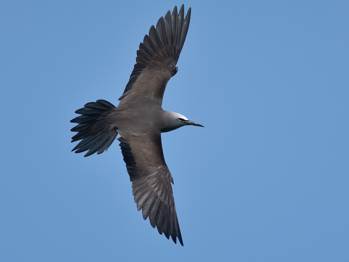 Бурая кланяющаяся крачка. eBird. 
