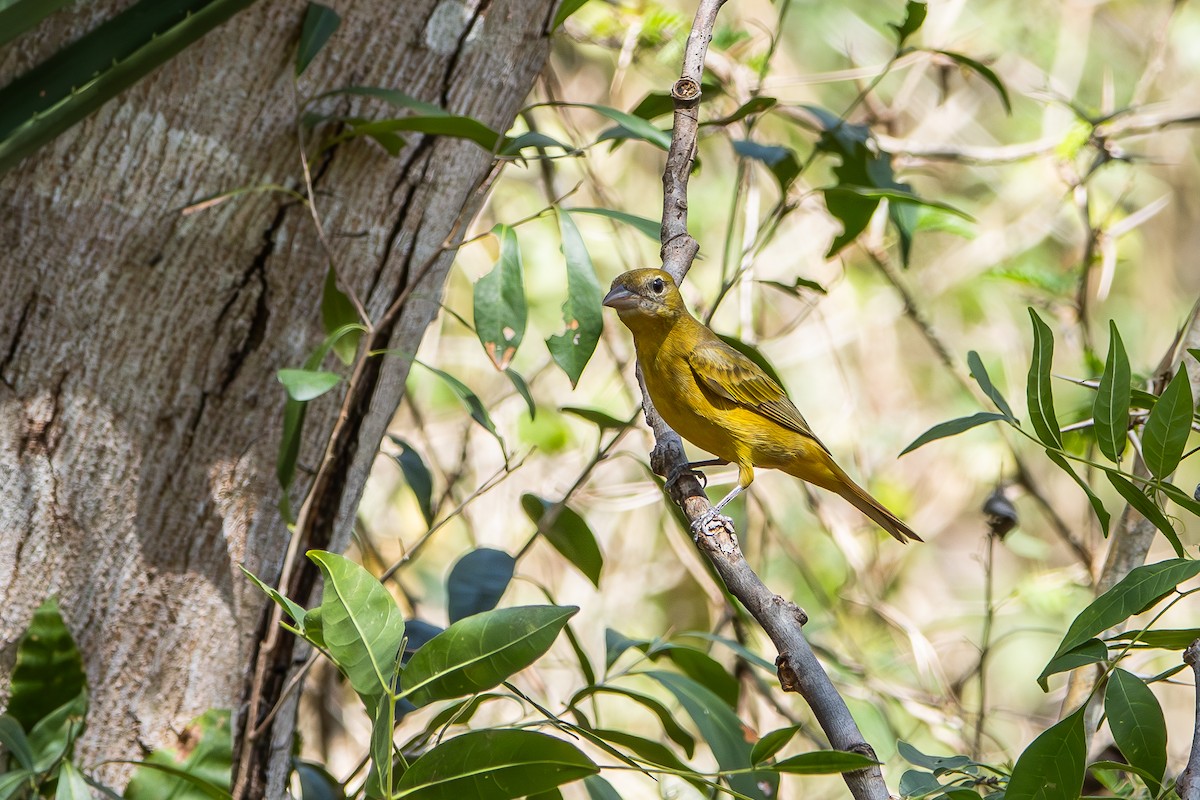 Summer Tanager - Tania Campos