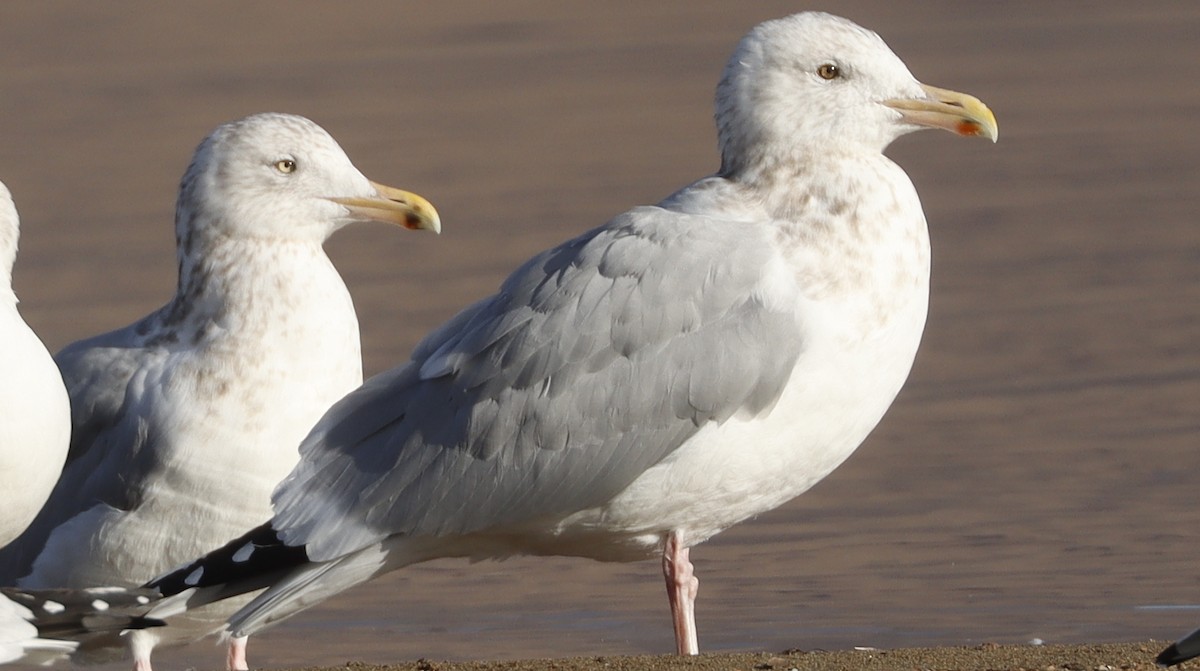 Gaviota Argéntea - ML614821257