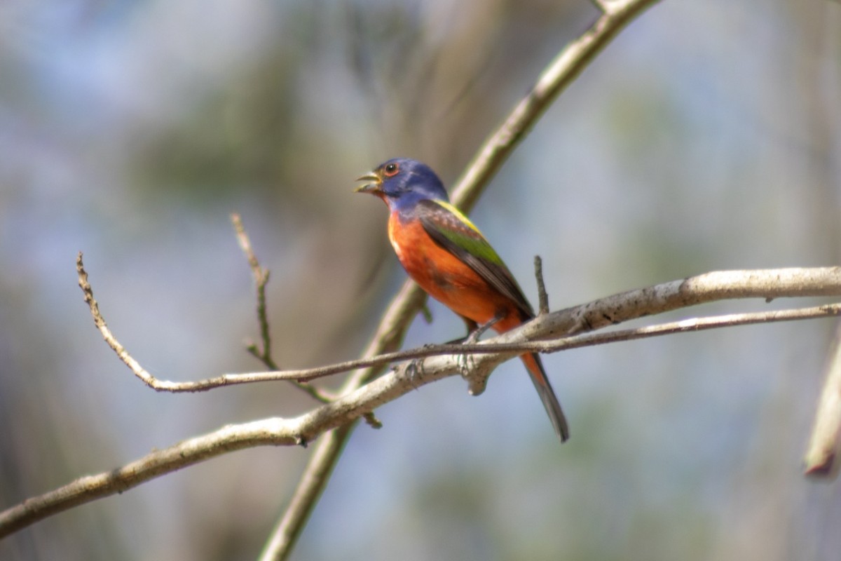 Painted Bunting - Tania Campos