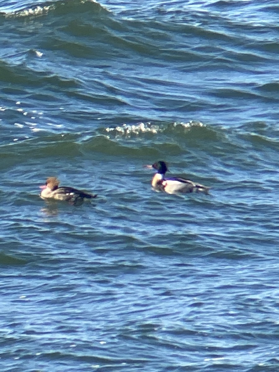 Сэвгэр бохио - ML614821278