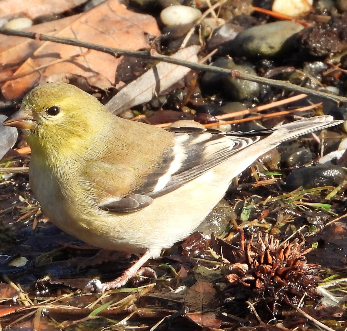 gulstillits - ML614821279