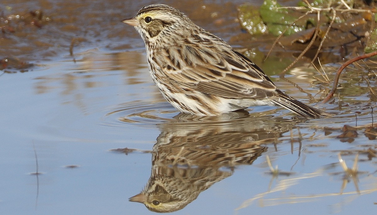 Savannah Sparrow - ML614821315