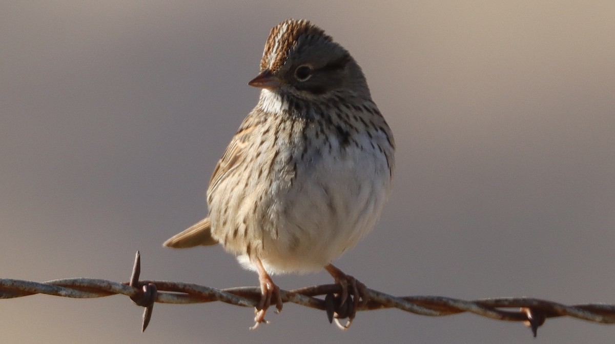 Lincoln's Sparrow - ML614821316