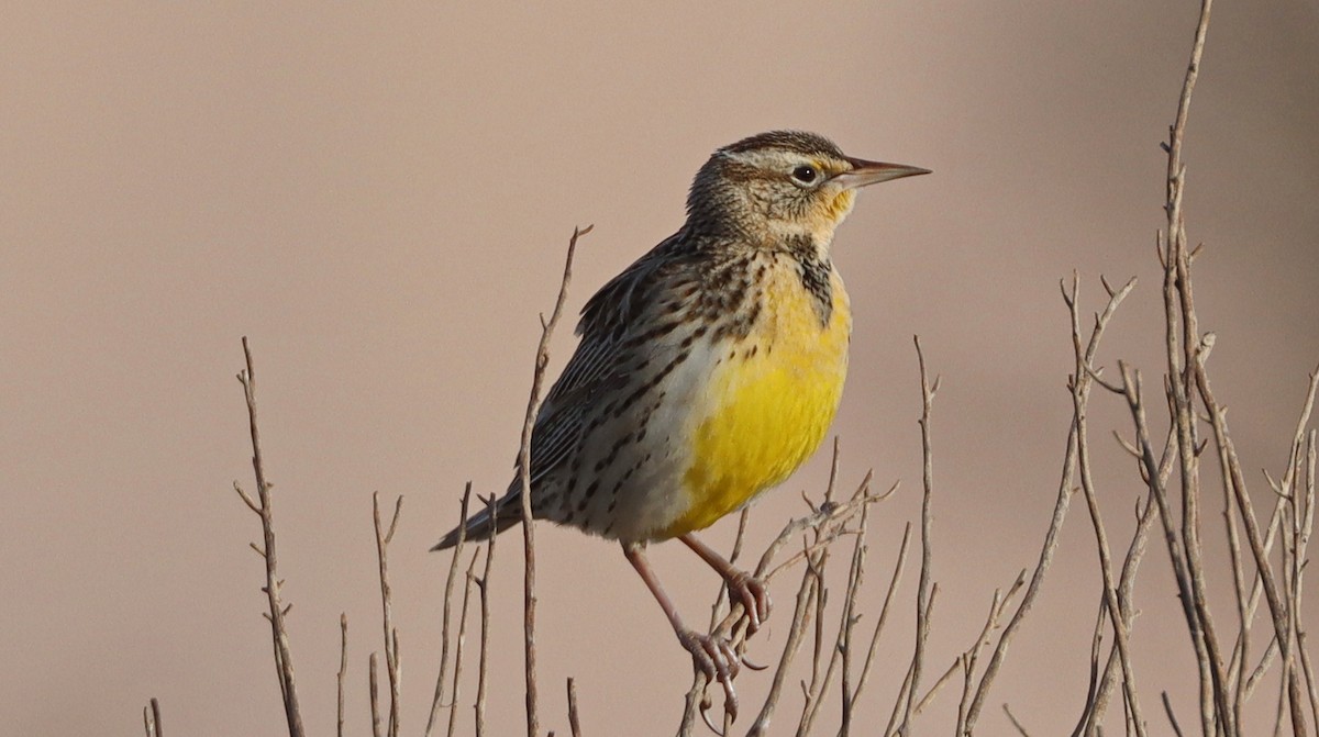 Western Meadowlark - ML614821322