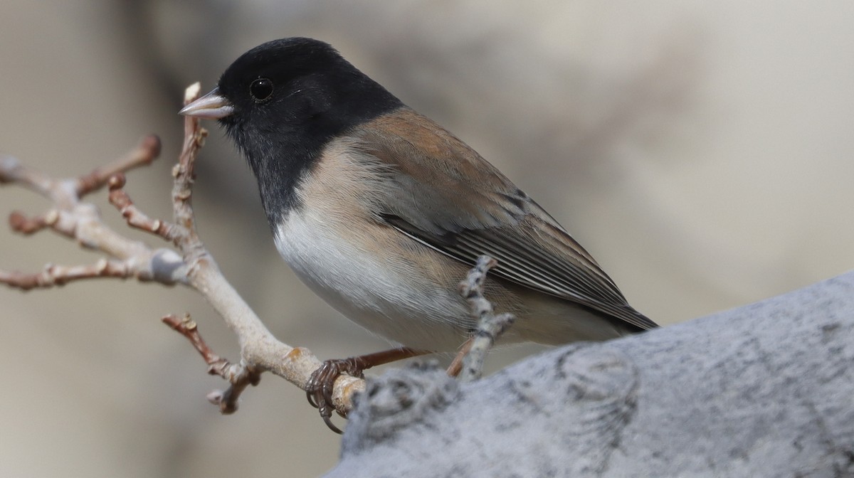 Dark-eyed Junco - ML614821389