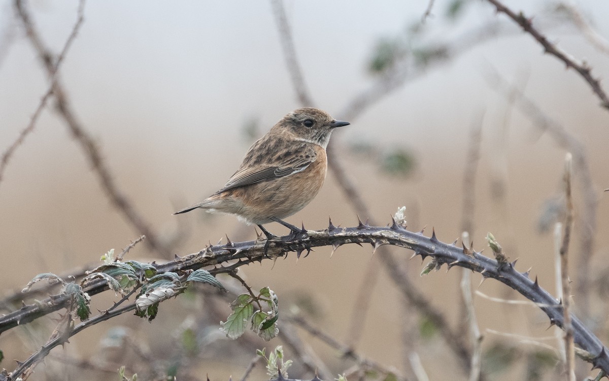 European Stonechat - ML614821396