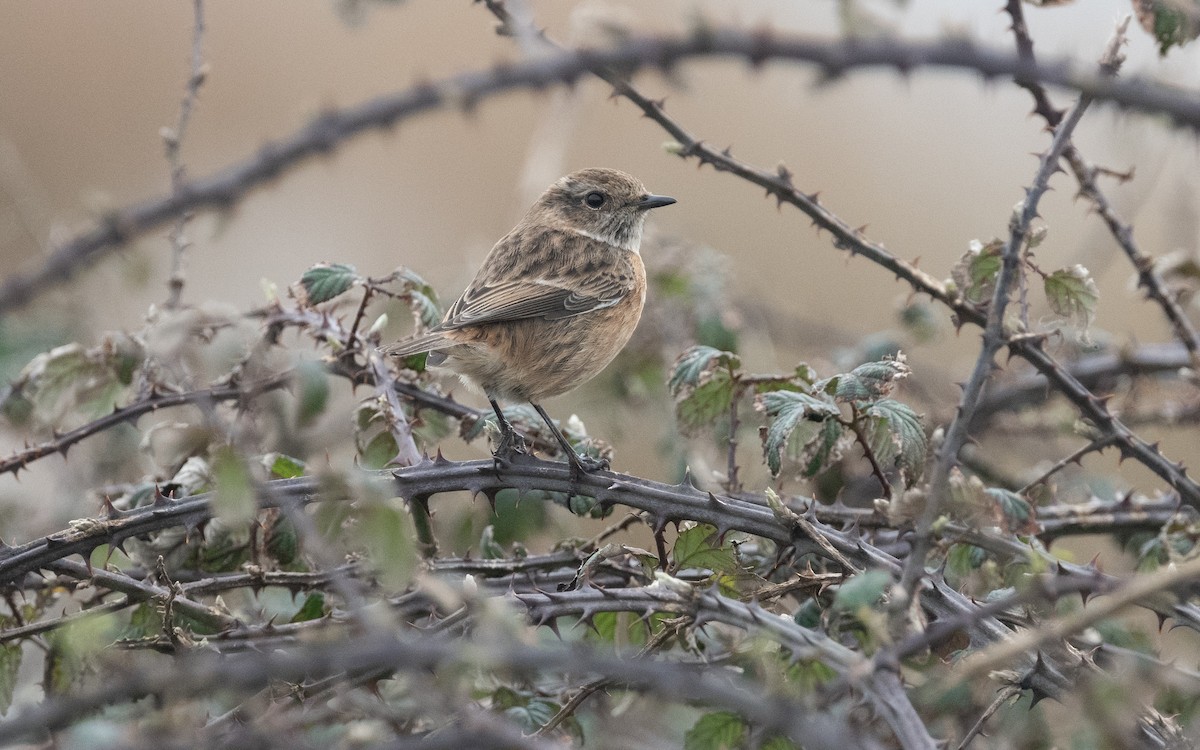 European Stonechat - ML614821397
