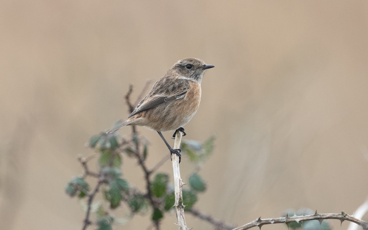 European Stonechat - ML614821398