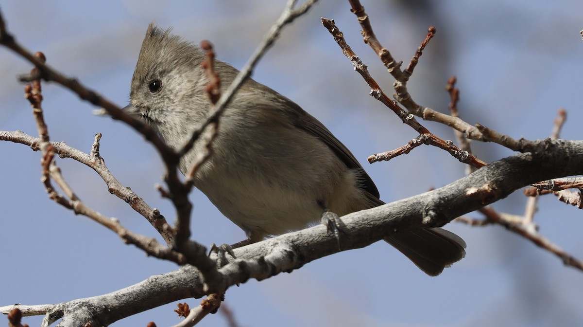 Oak Titmouse - ML614821411