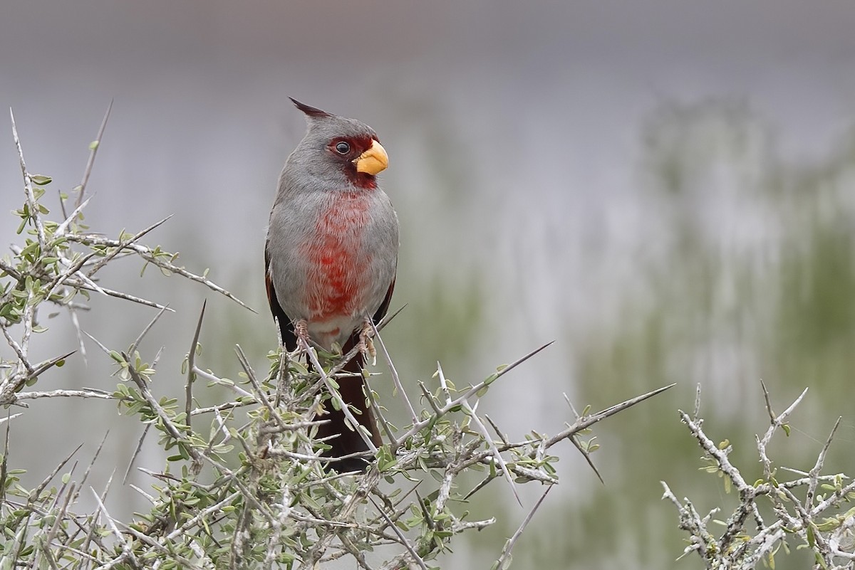 Pyrrhuloxia - ML614821416