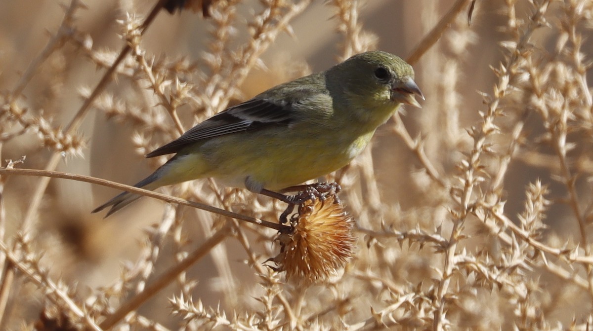 Lesser Goldfinch - ML614821420