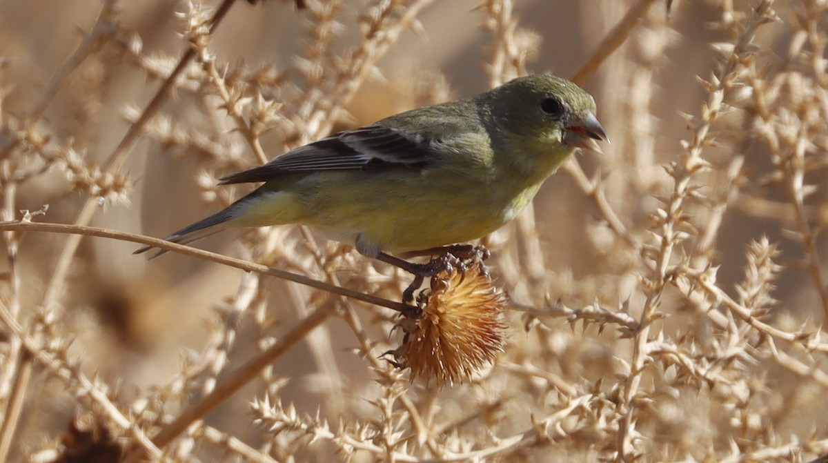 Lesser Goldfinch - ML614821421