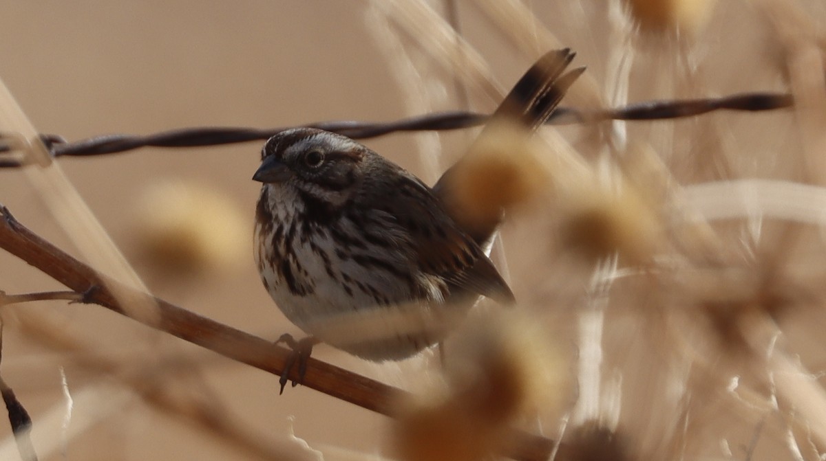 Song Sparrow - Alison Sheehey