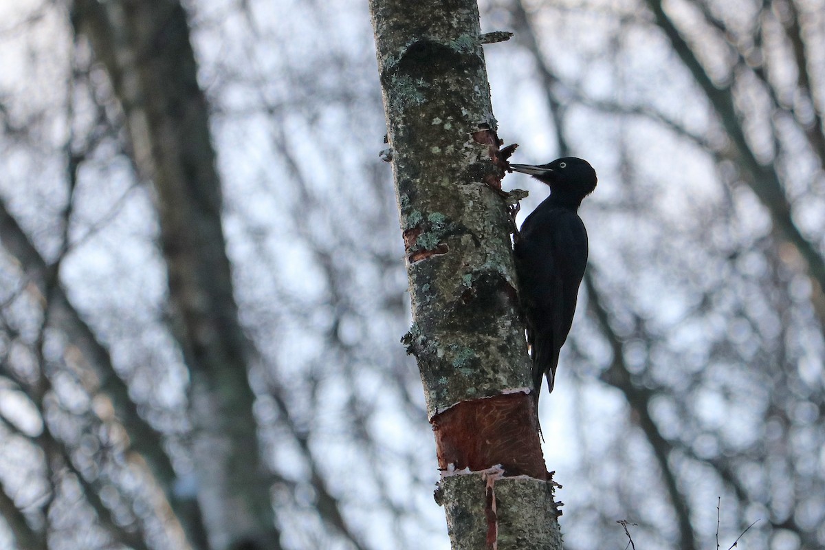 Black Woodpecker - ML614821460