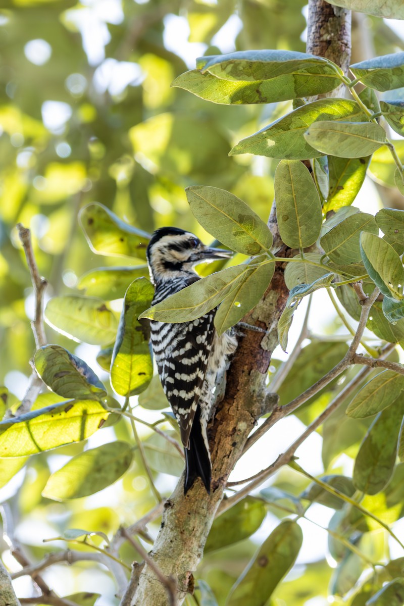 Ladder-backed Woodpecker - Tania Campos