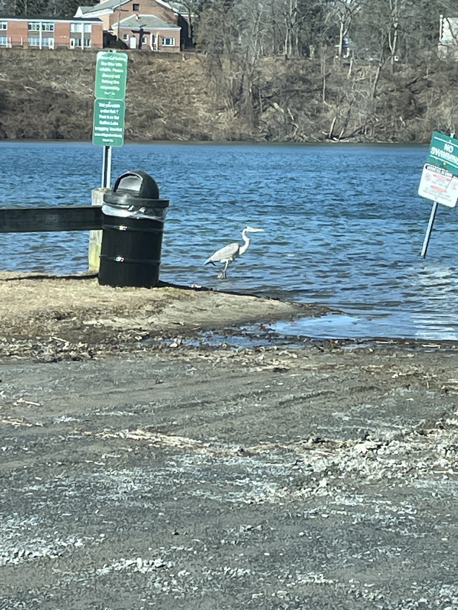 Great Blue Heron - ML614821488