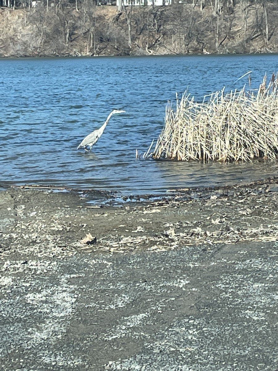 Great Blue Heron - ML614821489