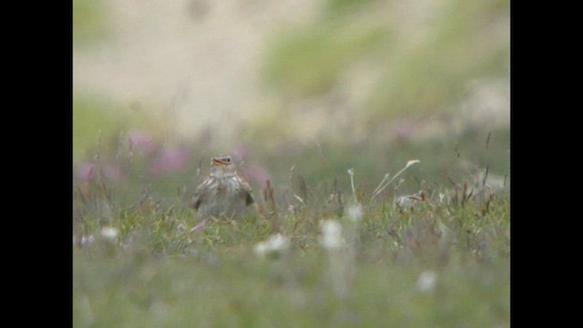 Eurasian Skylark (European) - ML614821524