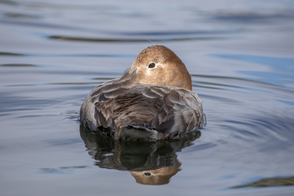 Canvasback - ML614821540