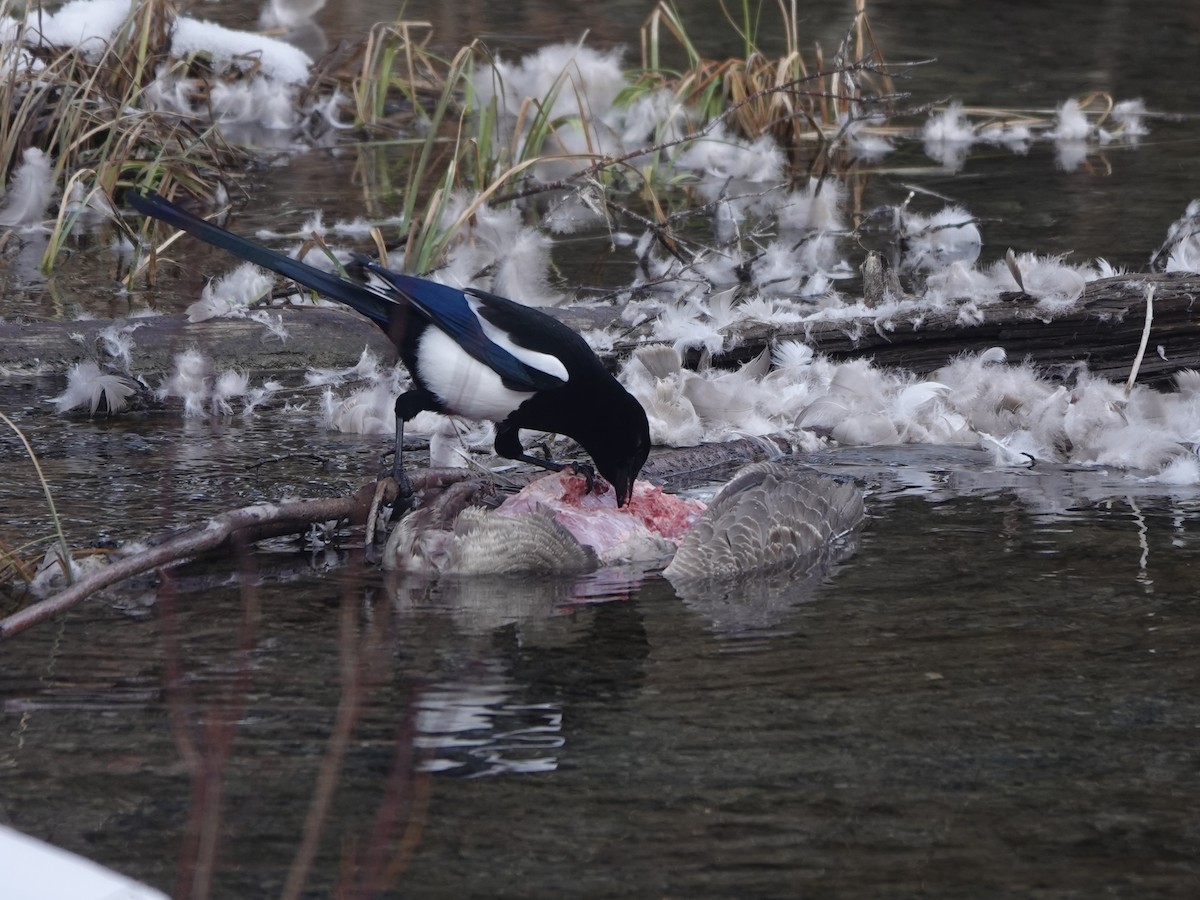 Black-billed Magpie - ML614821543