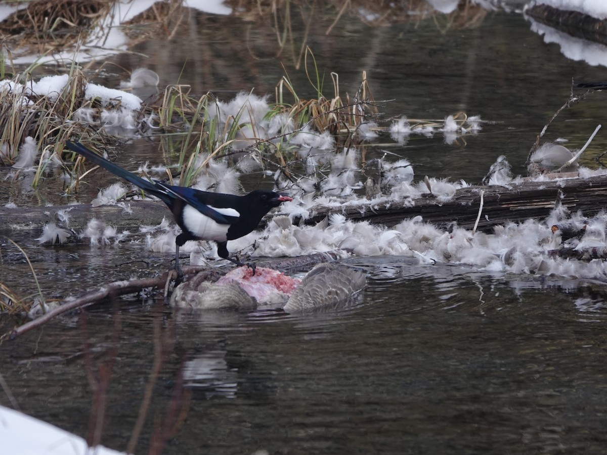 Black-billed Magpie - ML614821544