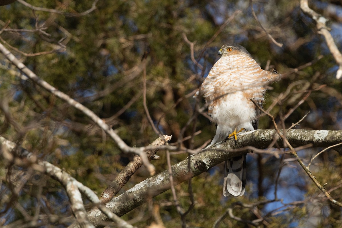 Sharp-shinned Hawk - ML614821553