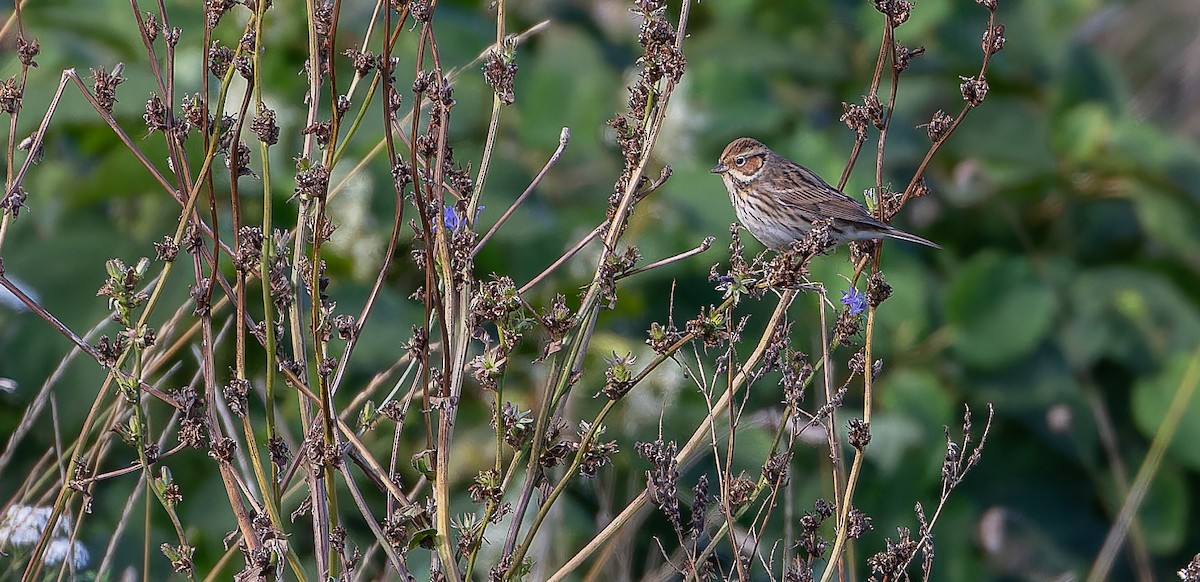 Little Bunting - ML614821566