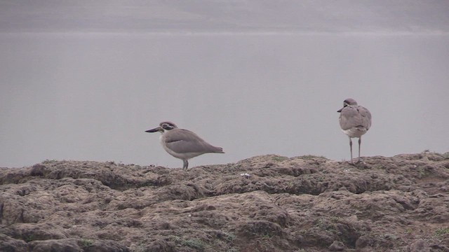 Great Thick-knee - ML614821628