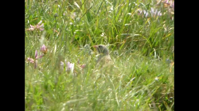 Ortolan Bunting - ML614821629