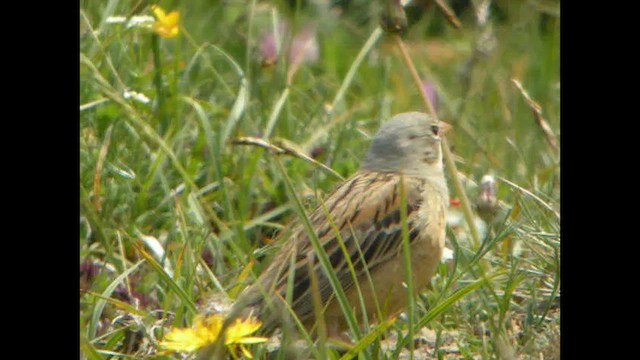 Ortolan Bunting - ML614821630