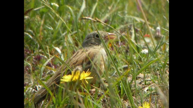 Ortolan Bunting - ML614821631