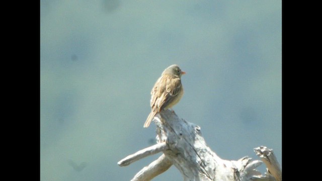 Ortolan Bunting - ML614821635